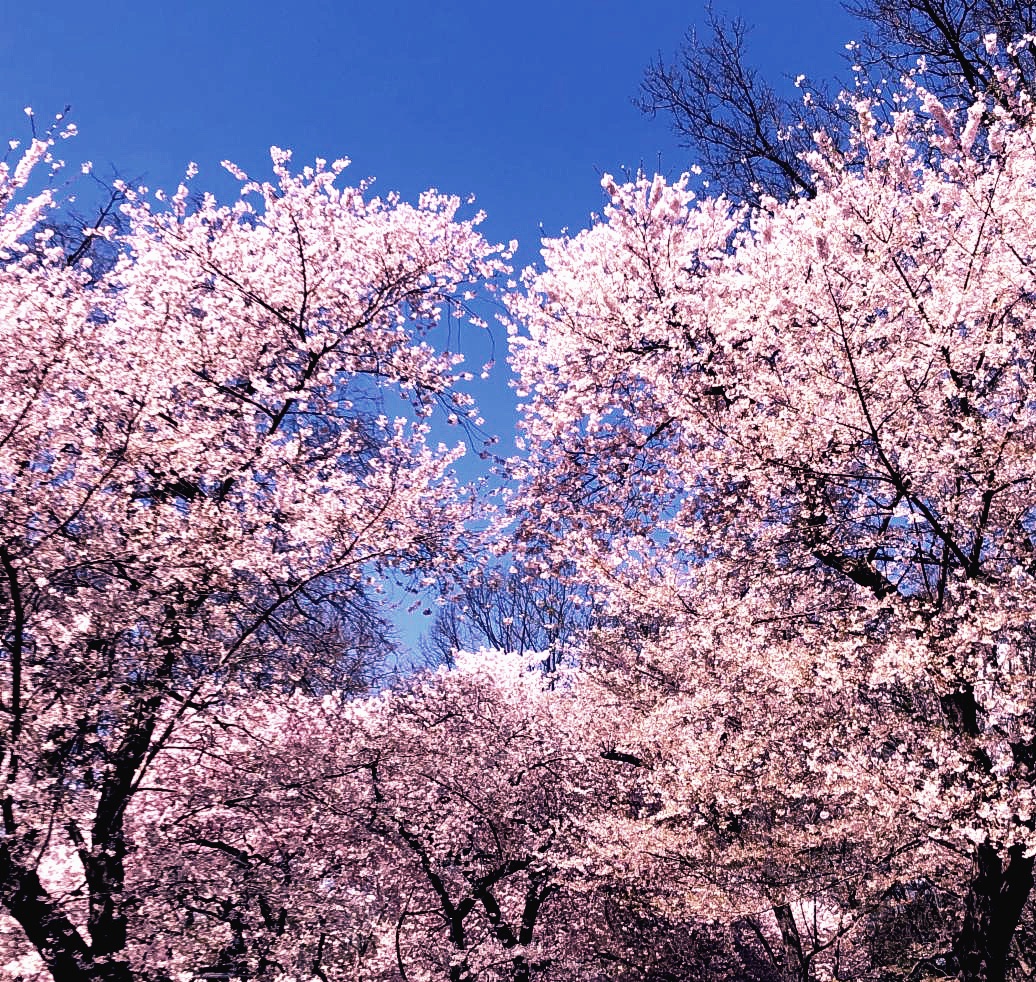 Spring Tress Blossoms