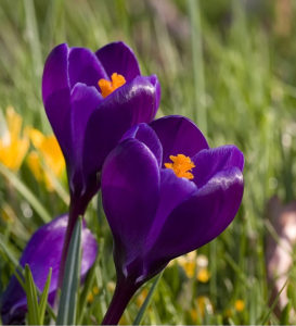 purple flowers in Spring