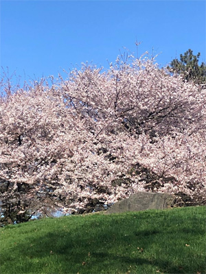 spring trees