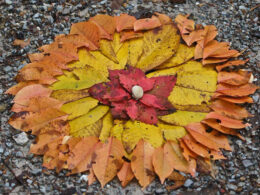 autumn leaves in circle