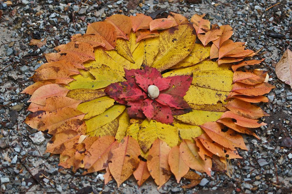 autumn leaves in circle