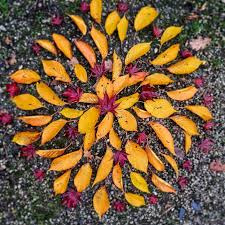 yellow leaves in circle
