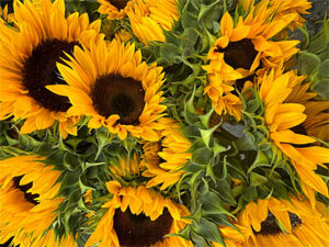 beautiful sunflowers