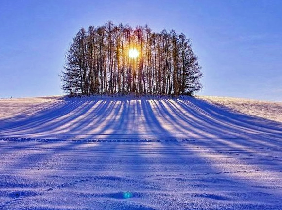 sunlight through trees