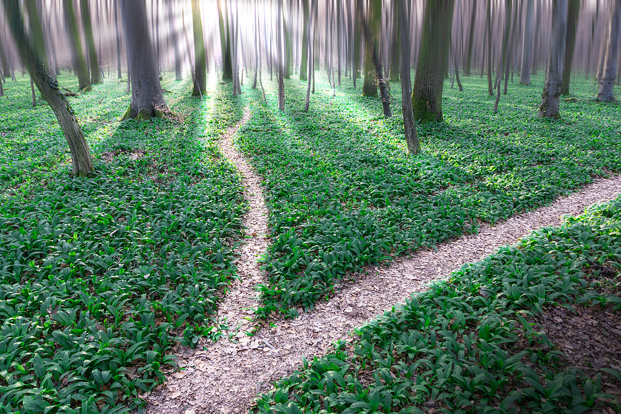 forest path