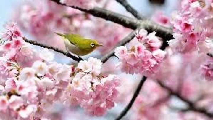 Passover, Easter, spring