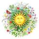 sunflower art