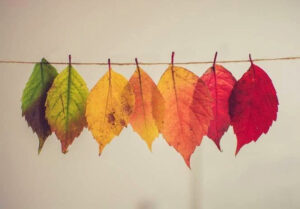colorful leaves